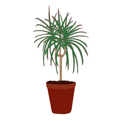 Houseplant: dracaena marginata. Plant isolated on white background.