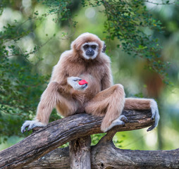 White cheeked gibbon or Lar gibbon