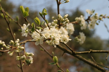 spring flower