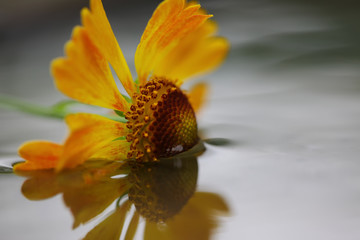 cityscape from height, St. Petersburg