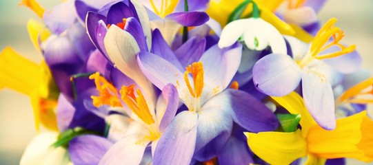 Frühlingsblumen - Krokusse, Schneeglöckchen, Narzissen - Hintergrund
