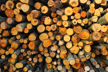 Pile of chopped fire wood. Cutting down trees.