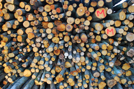 Pile of chopped fire wood. Cutting down trees.