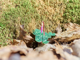 Fototapeta na wymiar Firsts flowers Cyclamen sprout in spring forest.