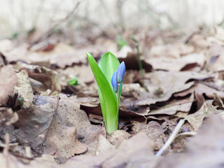  First Lily of the valley sprout in spring forest.