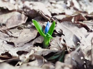  First Lily of the valley sprout in spring forest.