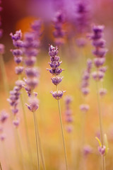 Lavendel