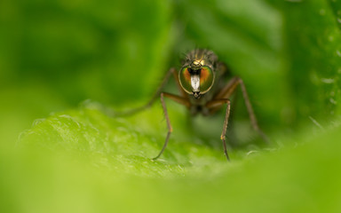 Macro photo of a Dolichopodidae fly, insect
