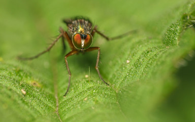 Fototapeta na wymiar Macro photo of a Dolichopodidae fly, insect 