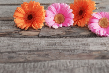 gerbera flowers on wooden background