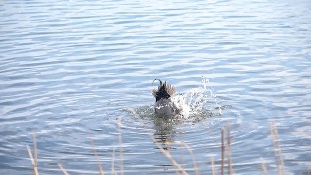 オナガガモ♂の水浴び