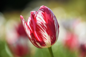 Tulpen