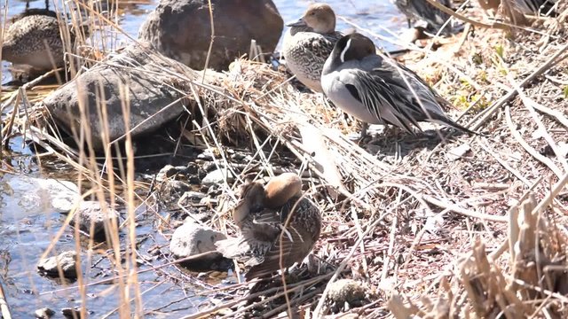 オナガガモ♀の羽繕い