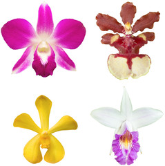 beautiful Purple Dendrobium orchid flowers