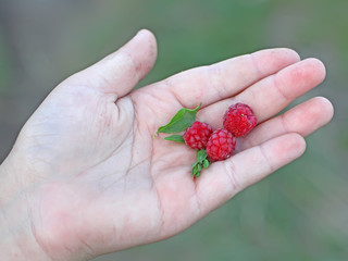 Forest raspberry