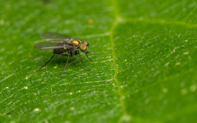Macro photo of a Dolichopodidae fly, insect
