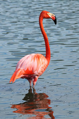 Pink flamingo