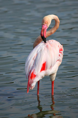 Flamingo