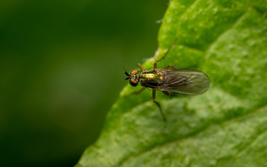 Macro photo of a Dolichopodidae fly, insect
