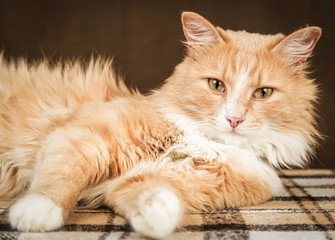 golden red fluffy cat  looking on home environment background