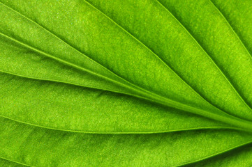  green leaf texture