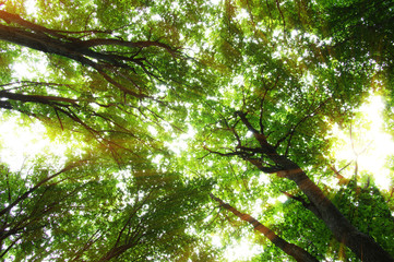 Fototapeta premium Forest with sunlight