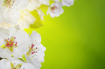 Spring blossom with soft blur background