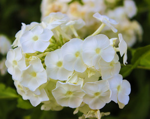 White flower Phlox paniculata