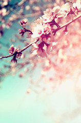 Obraz premium abstract dreamy and blurred image of spring white cherry blossoms tree. selective focus. vintage filtered 