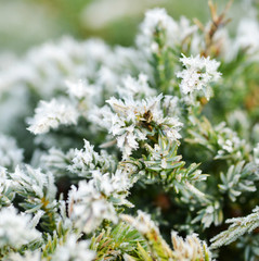Eiskristalle am Nadelholz