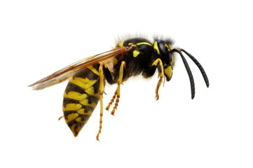wasp
