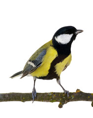 great tit