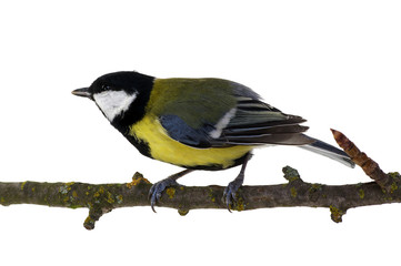 Naklejka premium great tit