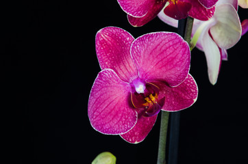 orchid flower on black background