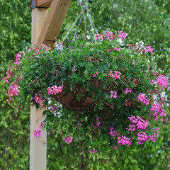 Hanging basket of flowers