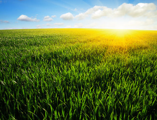 field and sun