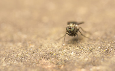 Macro photo of a Dolichopodidae fly, insect
