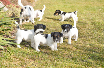 Naklejka na ściany i meble Jack Russell Terrier with puppies