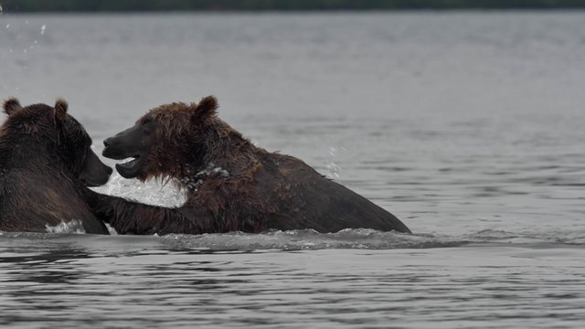 Two brown bears fighting