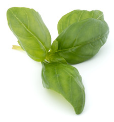 Sweet basil leaves