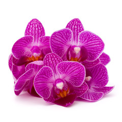 Orchid flower head bouquet  isolated on white background cutout