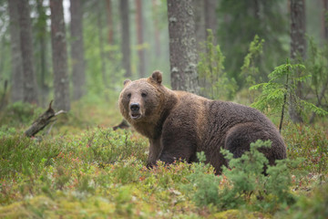 Fototapeta na wymiar Big male bear in Boreal forest
