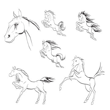 the horse reared, drawing, vector drawings izoliorovanny symbol, logo icon