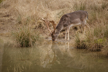 Obraz na płótnie Canvas Fallow deer drinking by a lake