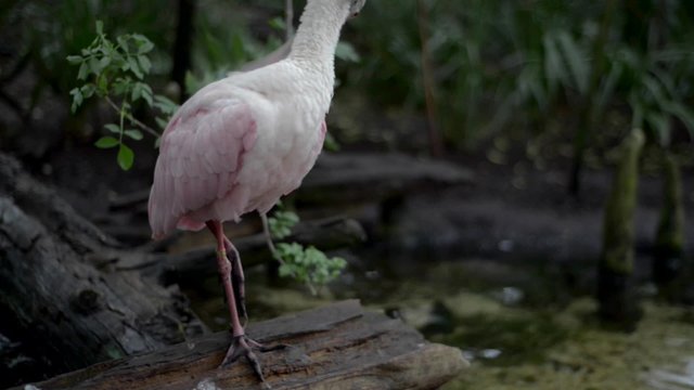 Roseate spoonbill Platalea ajaja Florida Swamps