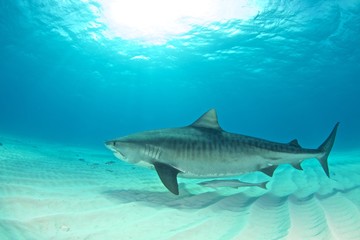 Fototapeta premium Tiger shark