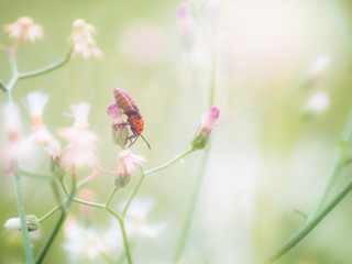 Macro view of wildflower and insect.