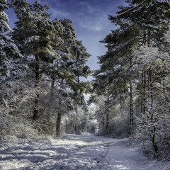 Winter Waldweg