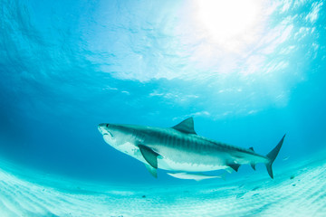 Fototapeta premium Tiger shark