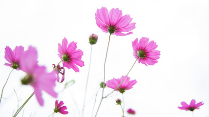 Cosmos flowers on white background